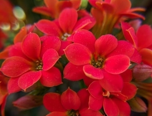 Arranging A Funeral – Latest Information